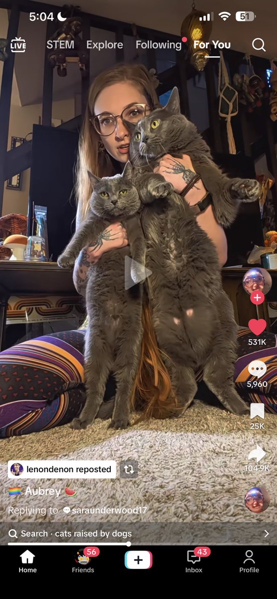 Kittieeepaw tweet picture