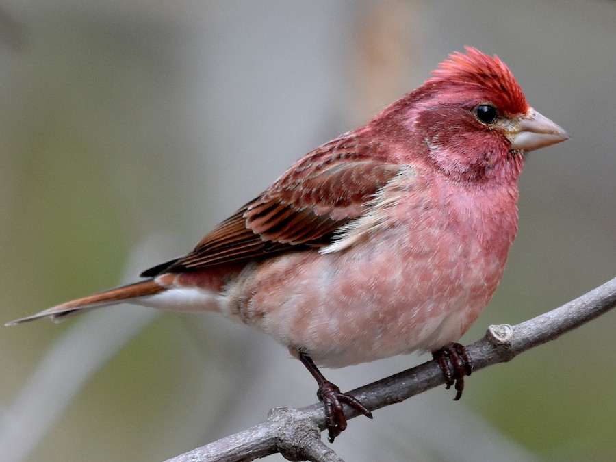 libberkib's tweet photo. big fan of birds whose plumage has a subtle gradient that changes from head to belly https://t.co/BRhuCeEo77