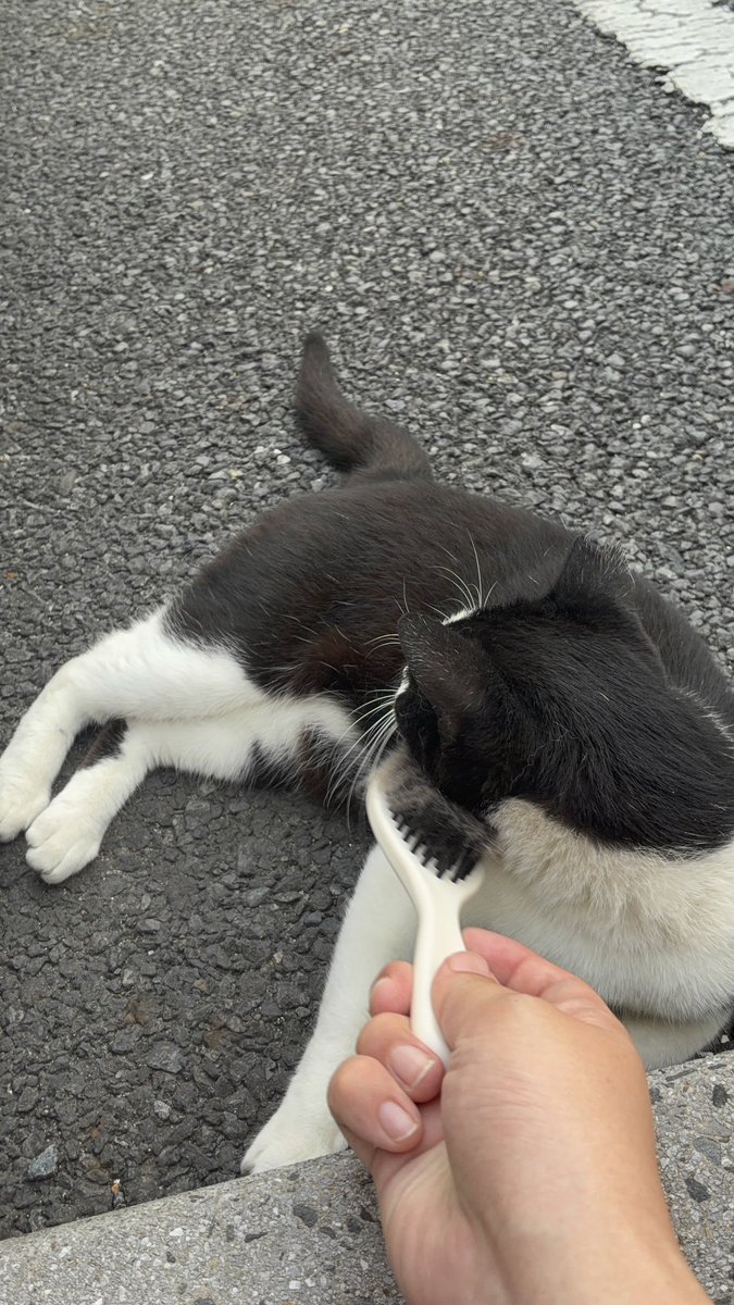 katunaruca's tweet photo. おはようございます☀

本日も浅草演芸ホール出演します

猫にブラッシングしました🐈‍⬛

ついに8月1日の羽村の会まで1週間になりました

猫も応援してくれてると思います🐈

チケット購入は⬇️

https://t.co/rA0nXNZqEO

#翁家勝丸 #翁家丸果 #太神楽 #三遊亭鬼丸 #春風亭一蔵 https://t.co/CQDCE0Bkv0