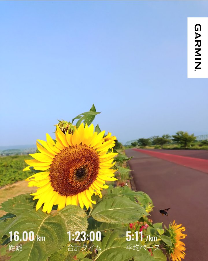 GojiT2's tweet photo. 朝ランニング at 大井川リバティ。
20kmは走りたかったのだけど、15kmくらいから急に辛くなって中断。汗の量が凄かったし、少し日影で休んで歩いて帰って来ました。飲料500mLじゃ足りなかった？
夏のロング走は負荷が高いみたいなのでランニングメニューを見直します。 https://t.co/qwgs1Em3zi
