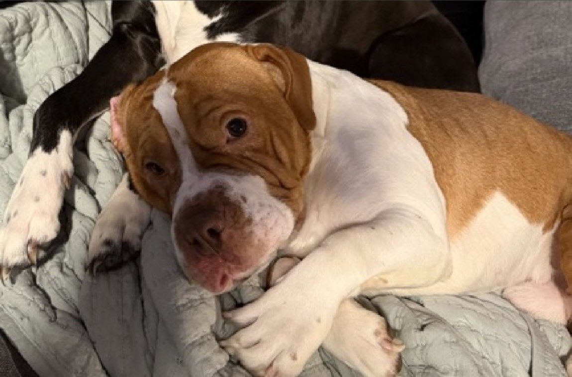 Marley1893797's tweet photo. This is heartbroken Brady💔

He was never meant to be alone💔

💔Always part of a bonded pair💔Now he trembles, freezes, and lies on the floor, terrified and heartbroken💔

💢He needs a #Foster, #Rescue, and #Pledges He needs a hero🙏

#FosterSavesLives #RescueMe 
Look at him 💔 https://t.co/Q3dxtedgIs