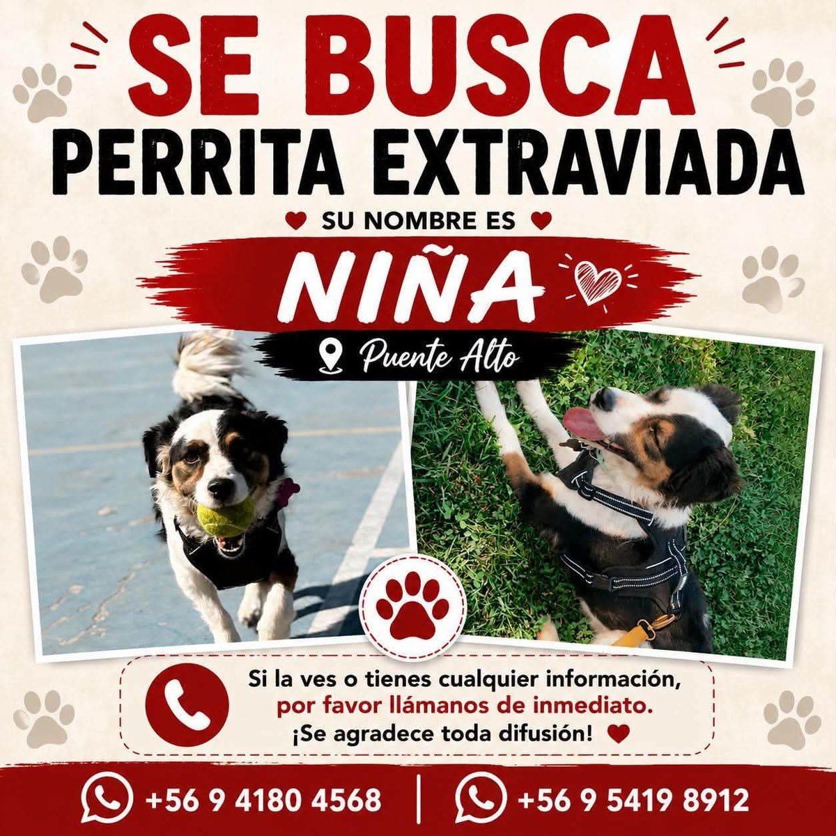 todopormiperro's tweet photo. https://t.co/1GTiCzXfSW