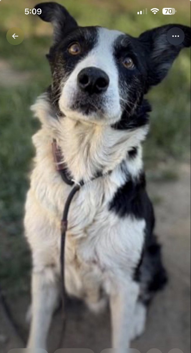 KellyG581976179's tweet photo. Great news , Winnie has been Adopted!!!
🙌🏡🎇🎉

Thank you Adopter!!

Thank you so much to all of you who Shared this beautiful girl.  

Wishing you the happiest life sweet girl!🏡 https://t.co/uiu2vQLx0Y
