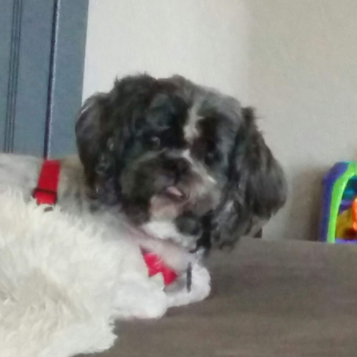 b3bilco's tweet photo. @thedogist Looks like my late little bruiser Prince. https://t.co/EambxzAenQ