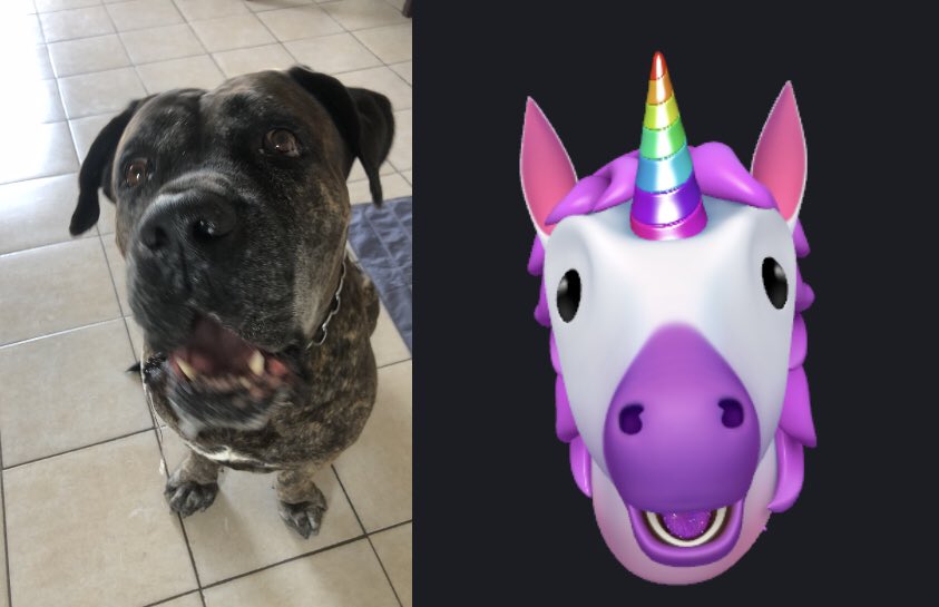 Konanimi_14's tweet photo. Why my dawg look like a shocked unicorn son 😭✌️ #dog and #unicorn i guess https://t.co/xTijaz4ZJb