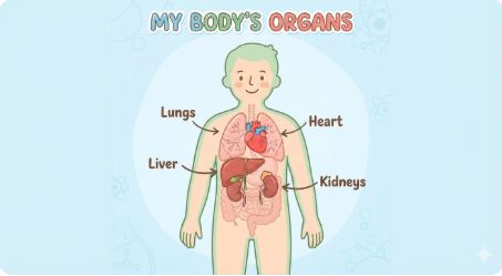 DltaHspcSociety's tweet photo. Organ Harvesting is Big Business!! 💰💰 On the global illicit market, an organ buyer will typically pay between $50,000 and $200,000+ USD for a kidney, while internal organs like livers and hearts can demand anywhere from $120,000 to upwards of $500,000 USD.
Estimated Black Market Pricing Breakdown:
Illicit pricing varies significantly depending on the country of operation, the medical infrastructure required, and the specific organ:
Kidney: The most commonly trafficked organ, accounting for roughly 75% of the illegal trade. Buyers generally pay $50,000 to $160,000 USD. In contrast, vulnerable donors in developing nations are often paid as little as $1,000 to $5,000 USD.
Liver: Because a partial liver transplant can regrow in both the donor and recipient, it is highly sought after. The market price for a liver transplant package generally ranges from $100,000 to $150,000 USD.
Heart: Deceased donor organs are exceptionally rare and legally complex on the black market due to the immediate requirement of a sophisticated surgical environment and a matching brain-dead donor. Estimates for illicit heart transactions heavily fluctuate but usually start at $120,000 USD and can exceed $400,000 USD depending on the syndicate.
Lungs: A pair of lungs is estimated to cost between $150,000 and $270,000 USD on the illicit market.