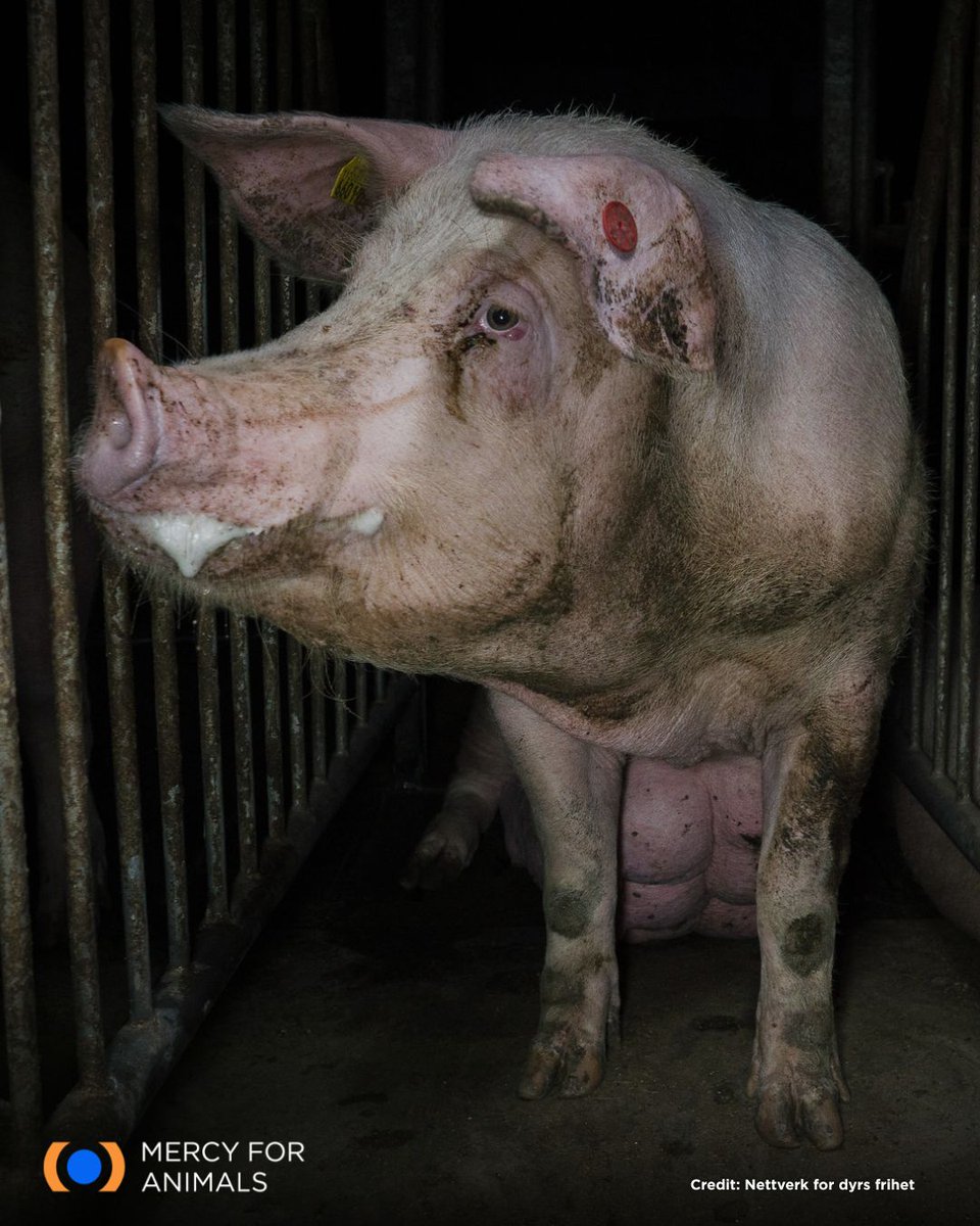 MercyForAnimals's tweet photo. This is the face of suffering. https://t.co/u2A50HiQwY