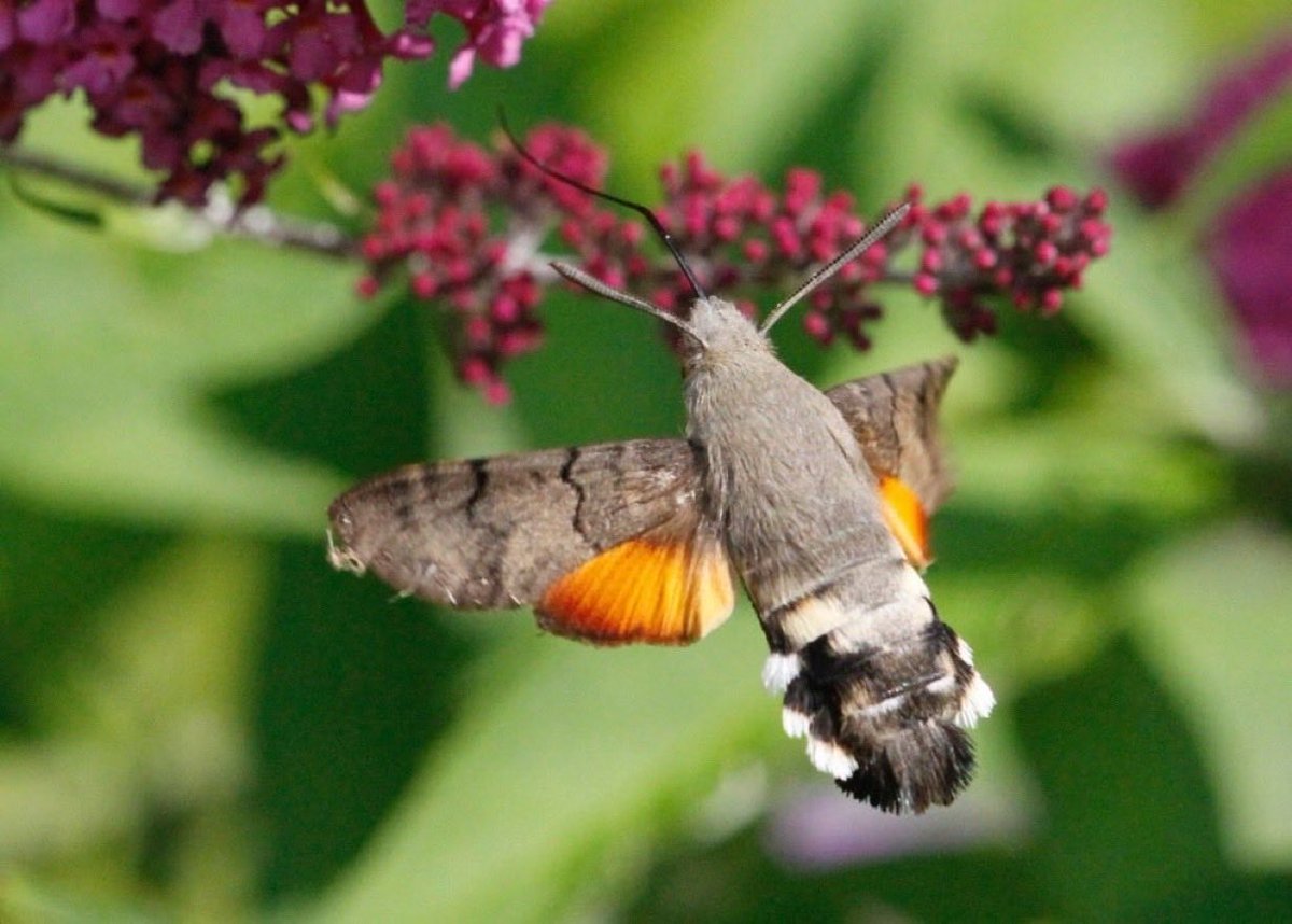 JoodiG's tweet photo. @somersetlevel Don’t you just love’em?
Thats my best and only photo.
#HummingBirdMoths https://t.co/mk0VGtbHcb