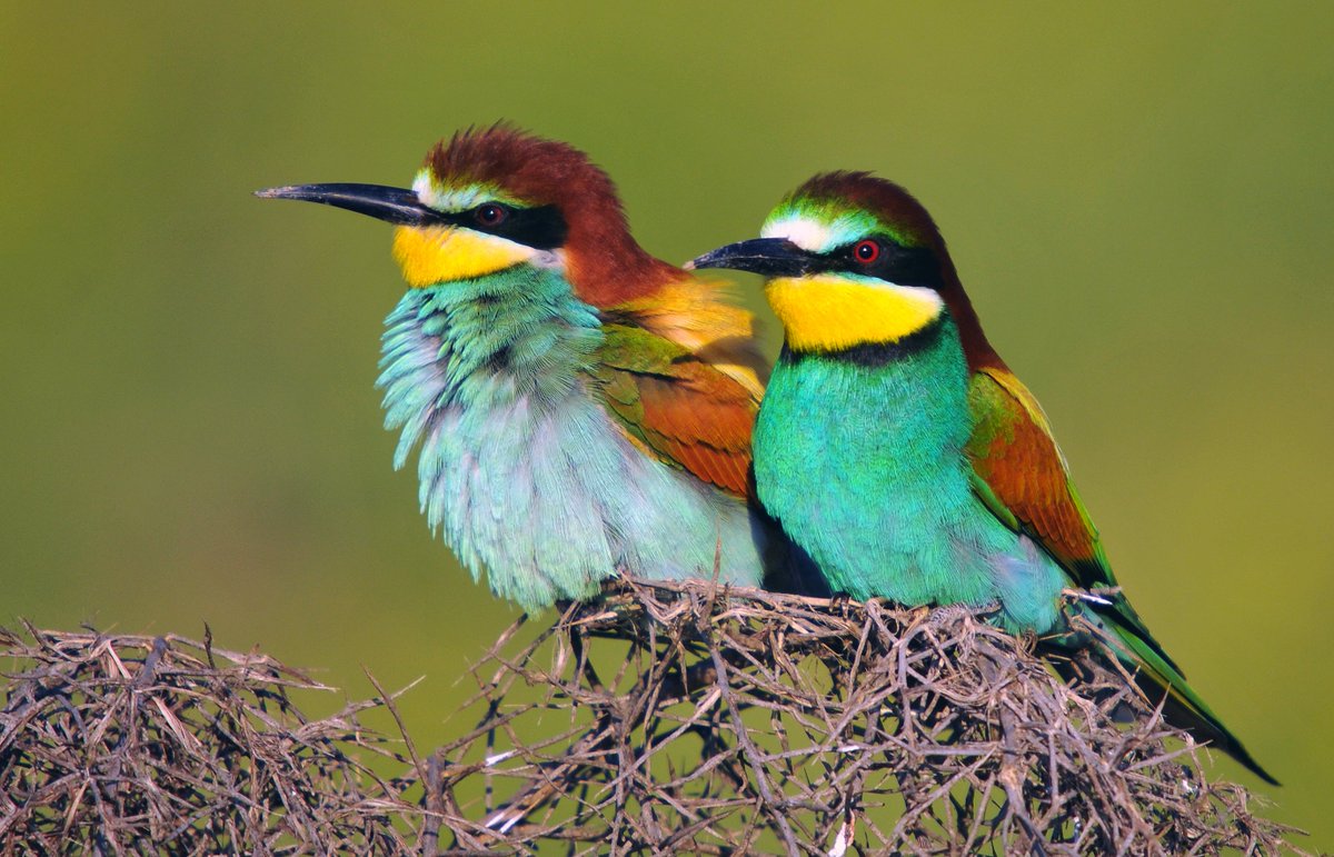 jgverrag's tweet photo. cómo de osado tienes que ser para llamar feo a esta obra de la naturaleza https://t.co/XCjUg5egi3