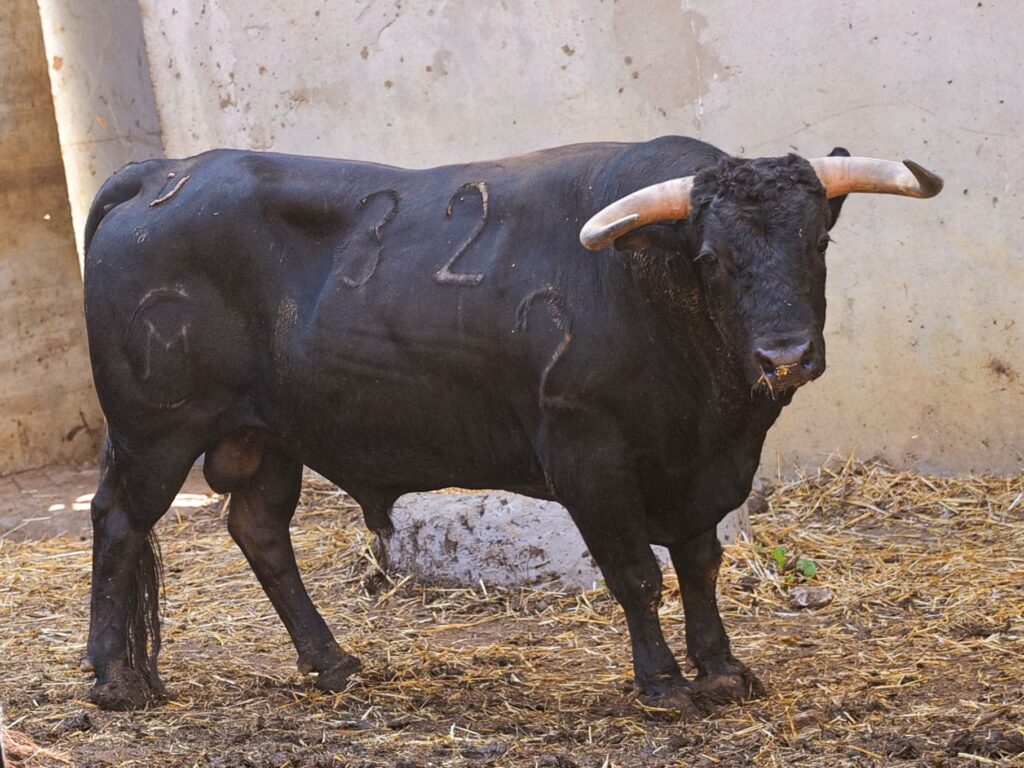 LadyXanitaX's tweet photo. Las críticas a los toros lidiados por Morante en Santander el otro día fueron infinitas (becerrada se llegó a decir). Parece ser que lo lidiado hoy por RR ha sido lote de imponente presencia y cara seria. Si vamos a criticar, critiquemos todo y al mismo nivel. No llamemos a unos becerros y a otros "chiquitos".