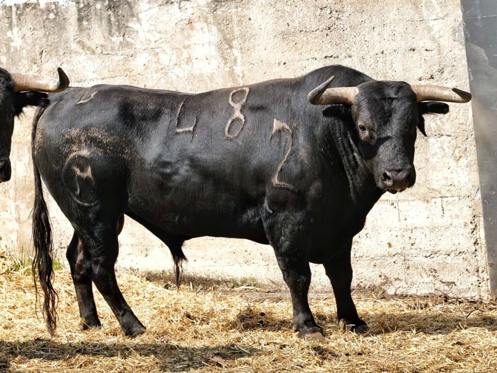LadyXanitaX's tweet photo. Las críticas a los toros lidiados por Morante en Santander el otro día fueron infinitas (becerrada se llegó a decir). Parece ser que lo lidiado hoy por RR ha sido lote de imponente presencia y cara seria. Si vamos a criticar, critiquemos todo y al mismo nivel. No llamemos a unos becerros y a otros "chiquitos".
