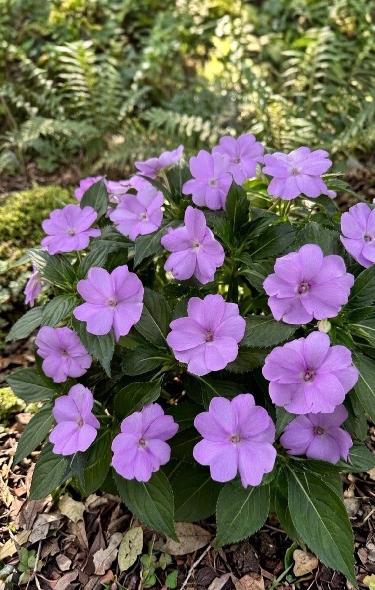 Wayofsky1's tweet photo. ７/２５(土) おはようございます🌼*･

今日のお花は【インパチェンス】
和名｢アフリカ鳳仙花｣

                    🌸《《花言葉》》🌸
      ｢鮮やかな人｣ ｢豊かさ｣  ｢強い個性｣ 
花の色や形や姿から言葉が付きました。

また、軽く触れただけでサヤが弾けて種子が飛び散るので｢私に触れないで｣ ｢短気｣ともついています。

初夏から秋にかけて開花期間が長く日陰にも強い為、花壇やガーデニングには凄く重宝されていますよ☝

本日も素敵な一日をお過ごし下さいませ🍀

【備考】
他の誕生花は｢トリカブト｣｢ヘリクリサム｣｢ハイビスカス｣などです。