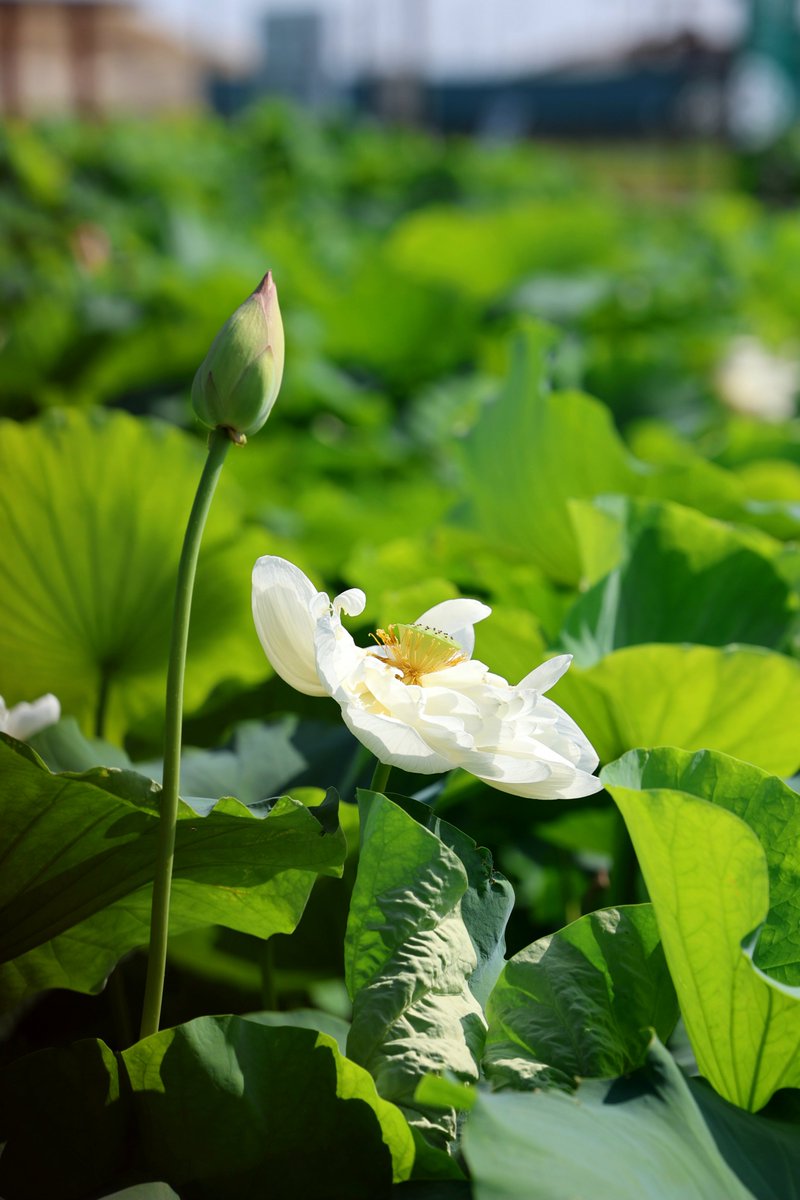 EkfTmWE3fgTq6Tz's tweet photo. おはようございます😊🙏
#蓮の花 #一眼レフ 撮影📷️ https://t.co/2Oo4r6WRsJ