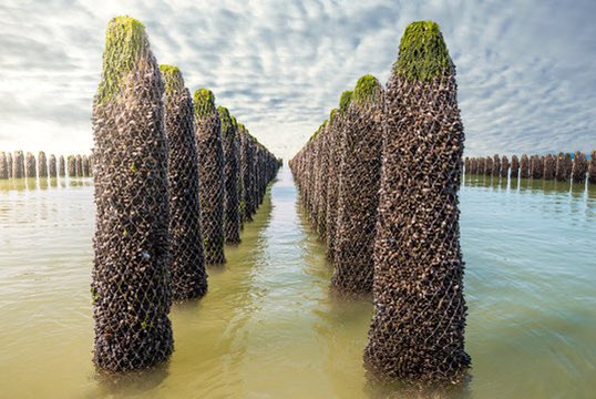 notreterroir's tweet photo. Les moules de bouchot. Le trésor des estrans français, élevé sur pieux comme nulle part ailleurs.

En 1235, l’Irlandais Patrick Walton s’échoue sur les côtes charentaises. Pour survivre, il plante des troncs d’arbre dans la vase et tend des filets entre eux afin d'attraper des oiseaux marins. Les oiseaux ne viennent pas. En revanche, des milliers de petites moules viennent recouvrir le bois. Walton remarque qu’en grandissant au-dessus du sol, elles sont plus propres, plus grosses et plus charnues que les moules sauvages. Il perfectionne ses alignements de pieux, qu'il nomme bout choat (« clôture de bois »). Le bouchot est né.

Huit siècles plus tard, la méthode n'a presque pas bougé. Des alignements de pieux de chêne battus par l'océan. À marée haute, la moule est immergée et se nourrit de phytoplancton. À marée basse, exposée à l'air, elle lutte pour garder sa coquille fermée. C'est ce travail quotidien des marées qui façonne sa chair ferme, d'un jaune orangé éclatant, et garantit l'absence totale de sable.

En 2006, la moule de bouchot de la baie du Mont-Saint-Michel devient le tout premier produit de la mer de l'histoire à obtenir une AOC. Une culture qui refuse la vase, exige le rythme de la lune et ne doit rien à la chimie.

Un accident de navigation vieux de 800 ans devenu l'un des plus grands chefs-d'œuvre du littoral français.