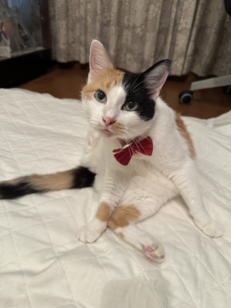 nekotap's tweet photo. おはようございます🐱 https://t.co/srSVEoKfll