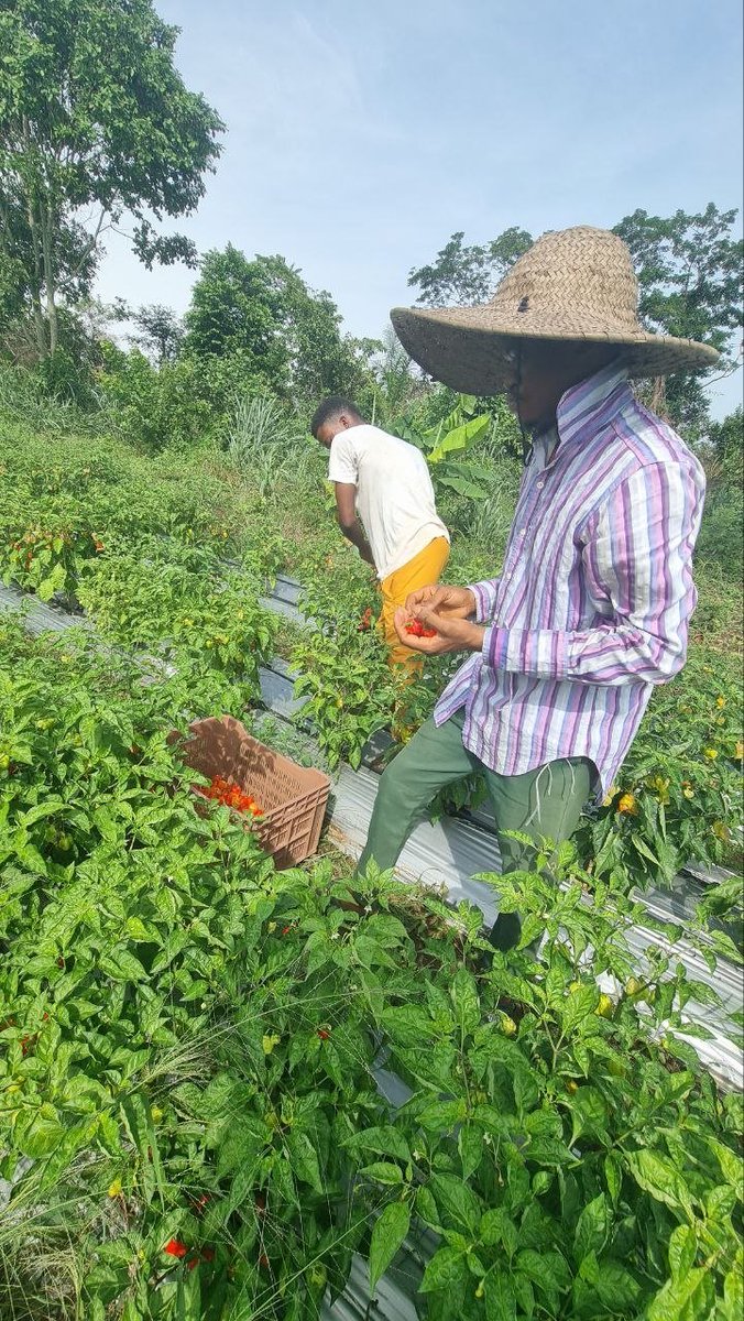 Hydro_exc's tweet photo. Quality starts in the field. Fresh habanero peppers harvested with care, ready for the market. 

Farm it right. https://t.co/N8191Vdbhm