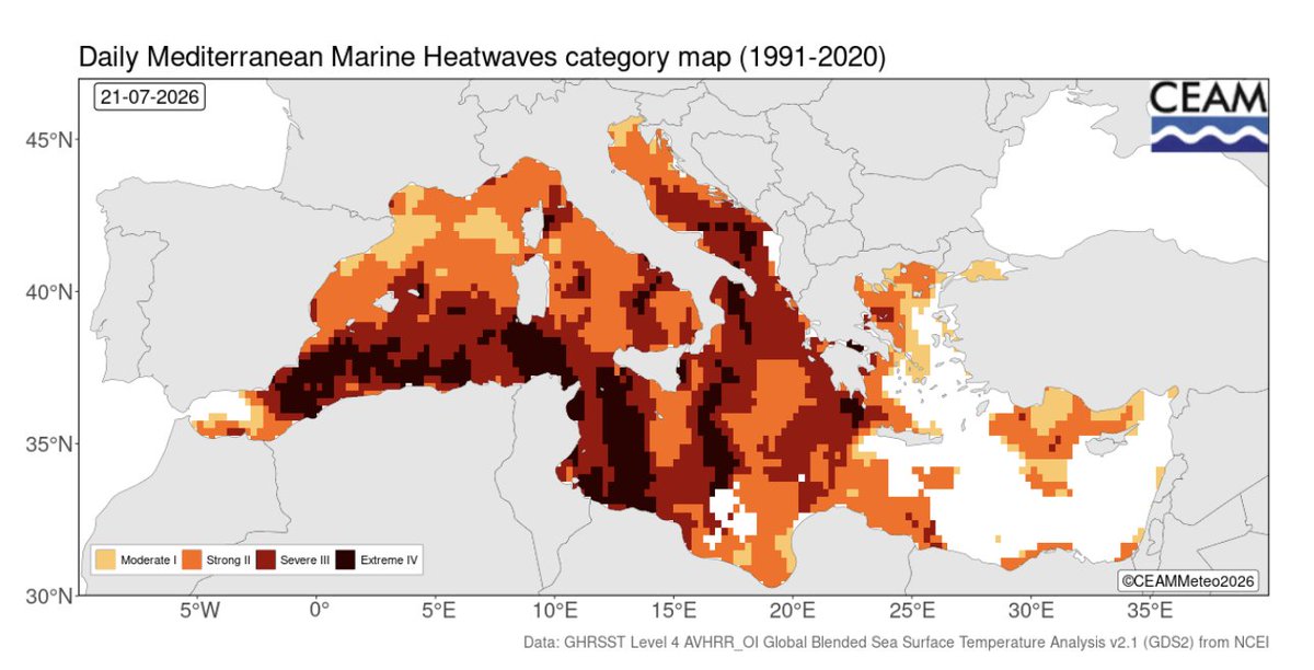 picazomario's tweet photo. La temperatura del mar Mediterráneo atraviesa uno de los episodios más extremos registrados en los últimos años. Alrededor del 80 % de toda la cuenca está afectada por una ola de calor marina que ya alcanza la categoría 4, considerada severa o extrema según las clasificaciones internacionales. En muchas zonas del Mediterráneo occidental, la temperatura superficial del agua se sitúa hasta 5 ºC por encima de lo normal para estas fechas, con anomalías especialmente acusadas entre Córcega, Cerdeña y el entorno de Baleares.

En las costas españolas también se están registrando valores excepcionales. La estación de Pollença, en Mallorca, ha superado los 32 ºC, mientras que numerosas boyas de Baleares miden entre 29 y 30 ºC. En Cataluña y la Comunidad Valenciana las aguas rondan los 28-29 ºC, con registros cercanos a los 30 ºC en Cabo de Palos. En contraste, el Atlántico y el Cantábrico mantienen temperaturas mucho más bajas, especialmente en Galicia, donde algunas mediciones apenas alcanzan los 15-20 ºC.

Este es ya el quinto verano consecutivo en el que el Mediterráneo experimenta una ola de calor marina de gran intensidad. Estas condiciones tienen importantes consecuencias para los ecosistemas marinos, favoreciendo el estrés y la mortalidad de numerosas especies, alterando la pesca y aumentando el riesgo de proliferación de organismos invasores. Además, un mar tan cálido aporta más humedad y energía a la atmósfera, lo que puede favorecer tormentas más intensas y episodios de lluvias torrenciales cuando lleguen situaciones meteorológicas propicias. Aunque las previsiones apuntan a un ligero descenso de la temperatura del agua durante los próximos días, el Mediterráneo occidental seguirá manteniendo anomalías térmicas de entre 3 y 5 ºC por encima de lo habitual.
