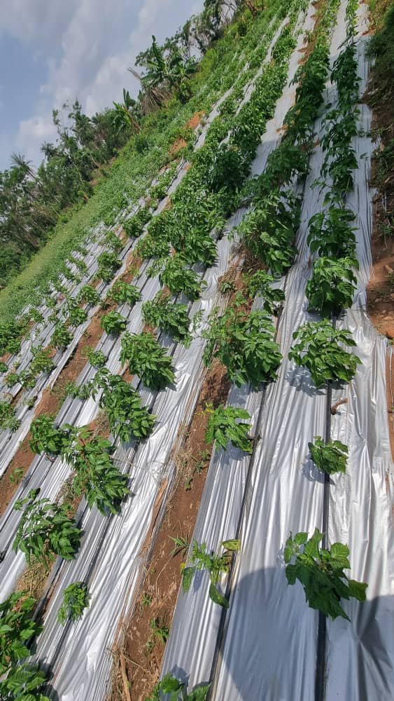 Hydro_exc's tweet photo. Quality starts in the field. Fresh habanero peppers harvested with care, ready for the market. 

Farm it right. https://t.co/N8191Vdbhm
