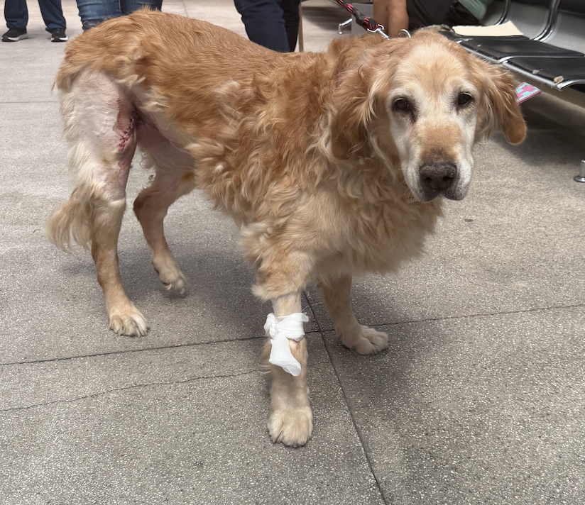 Alina_Gag's tweet photo. Ayer conocí el Hospital Veterinario de la Ciudad de México ubicado en Iztapalapa y gestionado por @AgatanCdmx y salí muy impresionada

El hospital es semi-gratuito (más adelante les dejo foto de los costos super económicos que tiene) y atiende entre 50 y 100 animales por día https://t.co/4ORJa6nF4P