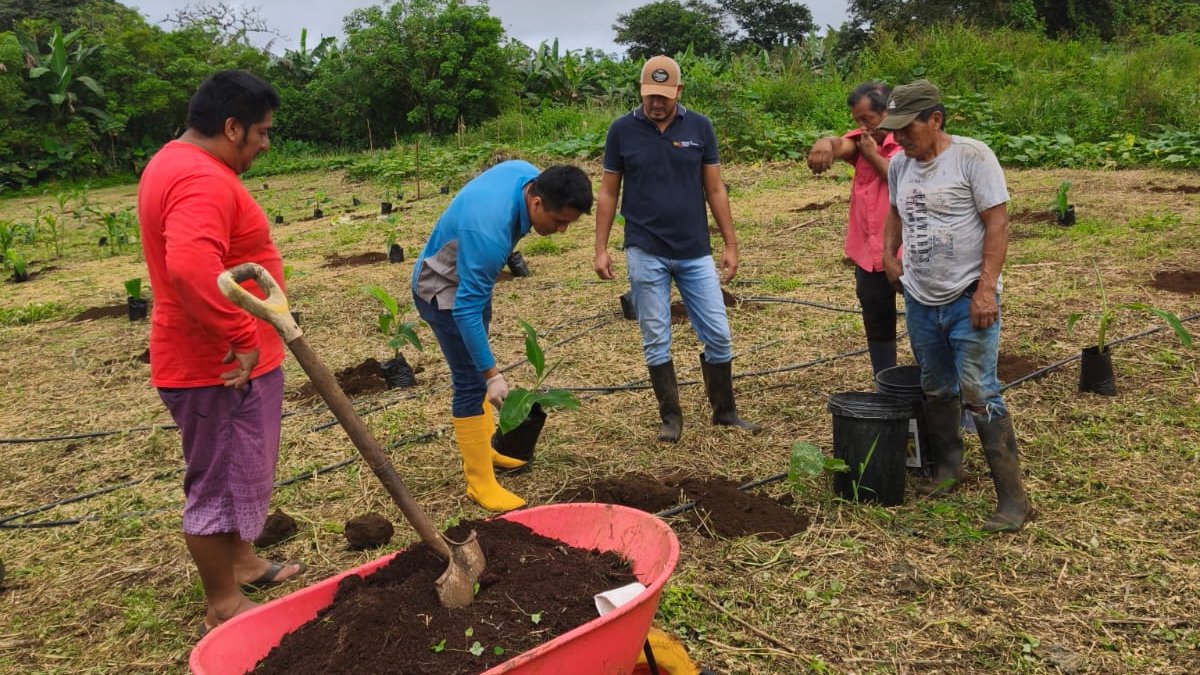 Agricultura_CZ5's tweet photo. #Galápagos | Junto a @INIAPEcuador, @PNUDEcuador y #ProyectoFARM instalamos 4 parcelas de investigación en musáceas para evaluar cepas nativas de Trichoderma en el control biológico de plagas, impulsando la innovación para el sector agropecuario. #GobiernoDelEcuador https://t.co/JwphnpkGES
