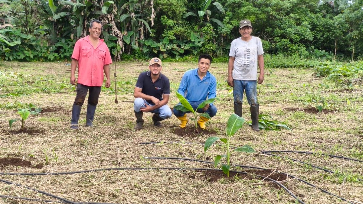 Agricultura_CZ5's tweet photo. #Galápagos | Junto a @INIAPEcuador, @PNUDEcuador y #ProyectoFARM instalamos 4 parcelas de investigación en musáceas para evaluar cepas nativas de Trichoderma en el control biológico de plagas, impulsando la innovación para el sector agropecuario. #GobiernoDelEcuador https://t.co/JwphnpkGES