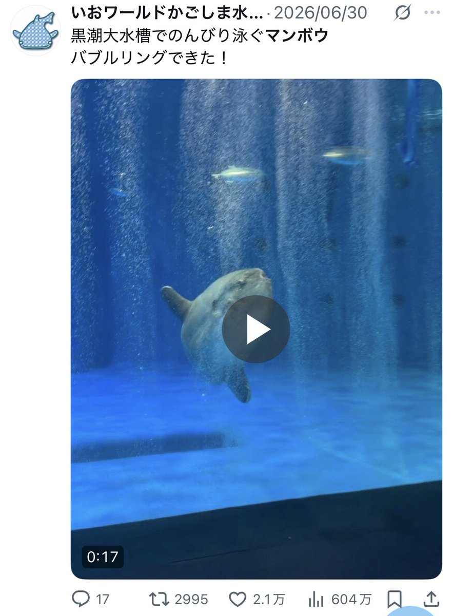 rob___00000's tweet photo. バブルリングで遊ぶマンボウに体当たりして爆発させて遊ぶシャチ https://t.co/2IkZ4Vam52