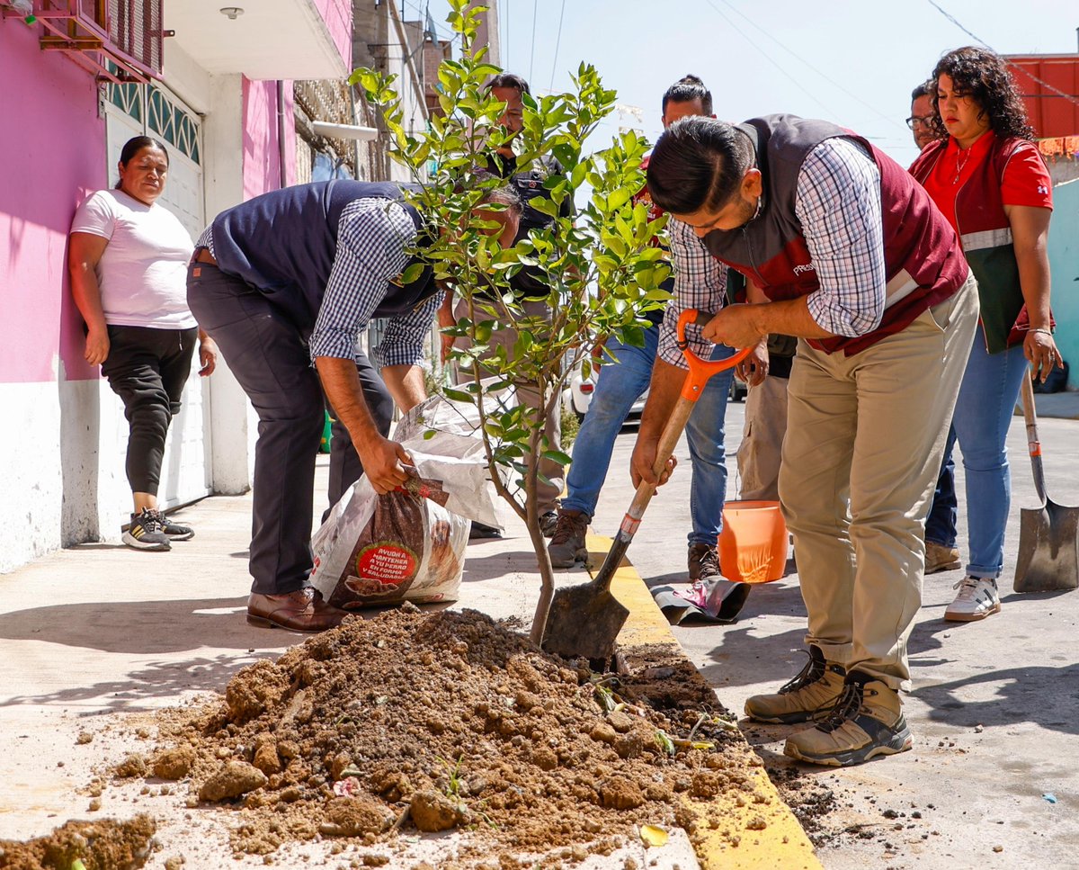 Adolfo_Cerqueda's tweet photo. 🌳🌎 En Nezahualcóyotl seguimos construyendo un municipio más verde y sustentable.

Pondremos en marcha una estrategia integral para reducir la temperatura urbana, con la plantación de más de 8 mil árboles entre julio y octubre de 2026, además de impulsar huertos escolares, jardines para polinizadores y corredores verdes, dando continuidad al programa "Raíces para el Futuro".

También abriremos un registro en línea para que las y los vecinos puedan participar en la adopción responsable de árboles. Antes de cada plantación, personal técnico realizará un estudio para asegurar que cada ejemplar cuente con las condiciones adecuadas para crecer y desarrollarse.

Cuidar el medio ambiente es cuidar nuestra salud, recuperar espacios públicos y construir un mejor futuro para las próximas generaciones.

📲 Regístrate en: https://t.co/TGPdN2O9H8