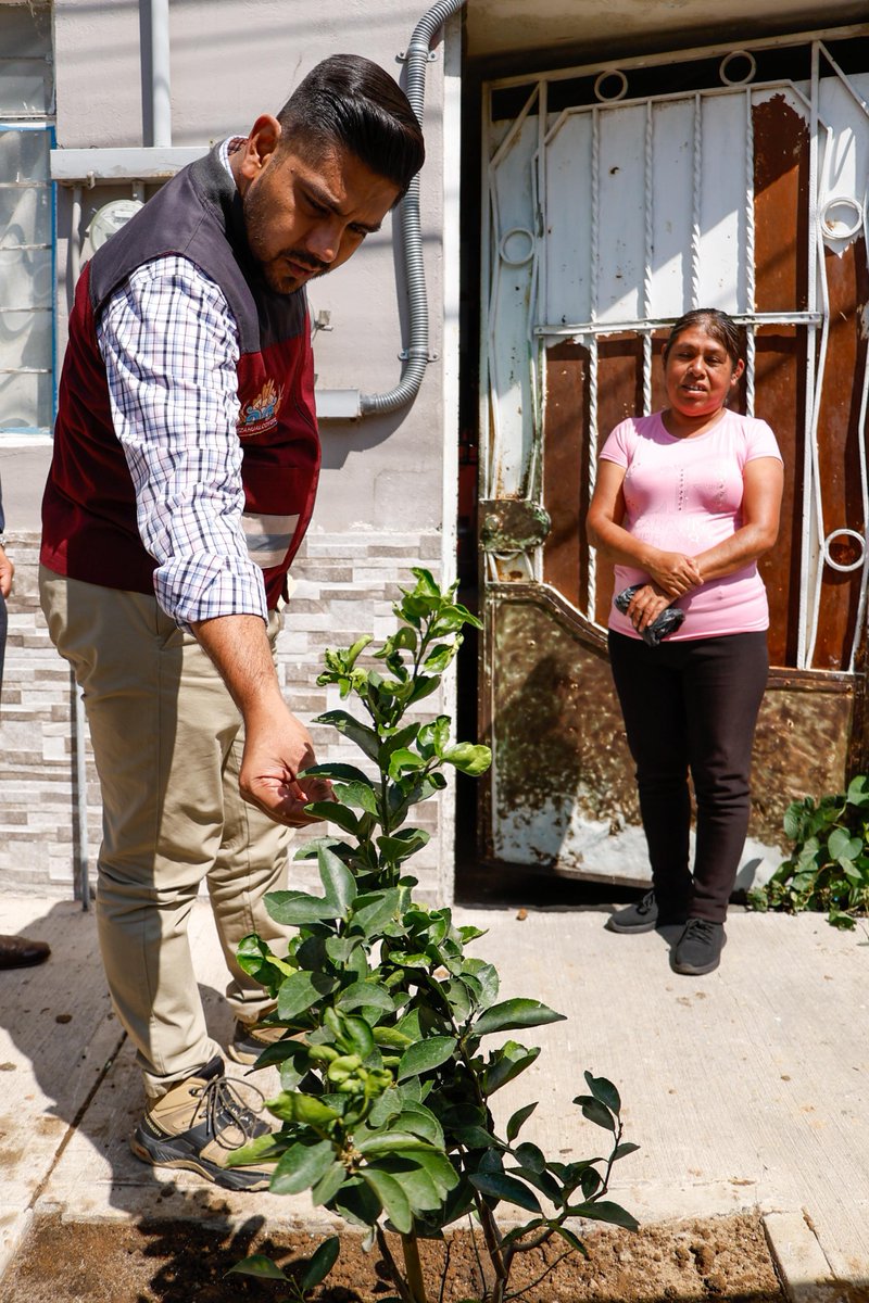 Adolfo_Cerqueda's tweet photo. 🌳🌎 En Nezahualcóyotl seguimos construyendo un municipio más verde y sustentable.

Pondremos en marcha una estrategia integral para reducir la temperatura urbana, con la plantación de más de 8 mil árboles entre julio y octubre de 2026, además de impulsar huertos escolares, jardines para polinizadores y corredores verdes, dando continuidad al programa "Raíces para el Futuro".

También abriremos un registro en línea para que las y los vecinos puedan participar en la adopción responsable de árboles. Antes de cada plantación, personal técnico realizará un estudio para asegurar que cada ejemplar cuente con las condiciones adecuadas para crecer y desarrollarse.

Cuidar el medio ambiente es cuidar nuestra salud, recuperar espacios públicos y construir un mejor futuro para las próximas generaciones.

📲 Regístrate en: https://t.co/TGPdN2O9H8