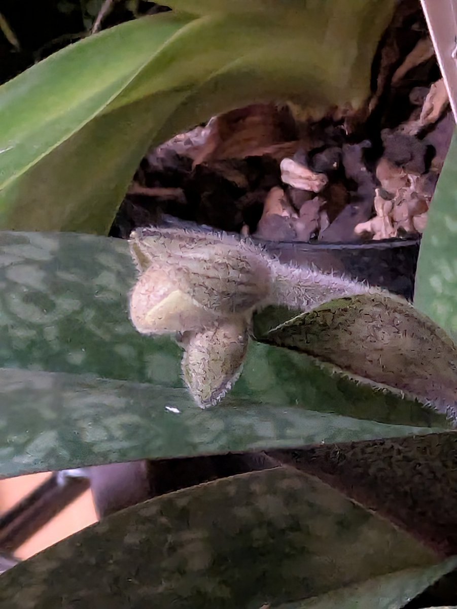orchid_rabbit's tweet photo. 花の少ない時期ですが、1月のサンシャインで買ったPaph.concolorに蕾が出てきました。比較的大柄な株に濃いめの色素が入るタイプであまり見かけない雰囲気です。良い花が咲いたらalbum個体の花粉を乗せてみたいですね。 https://t.co/r2JtoalYmA