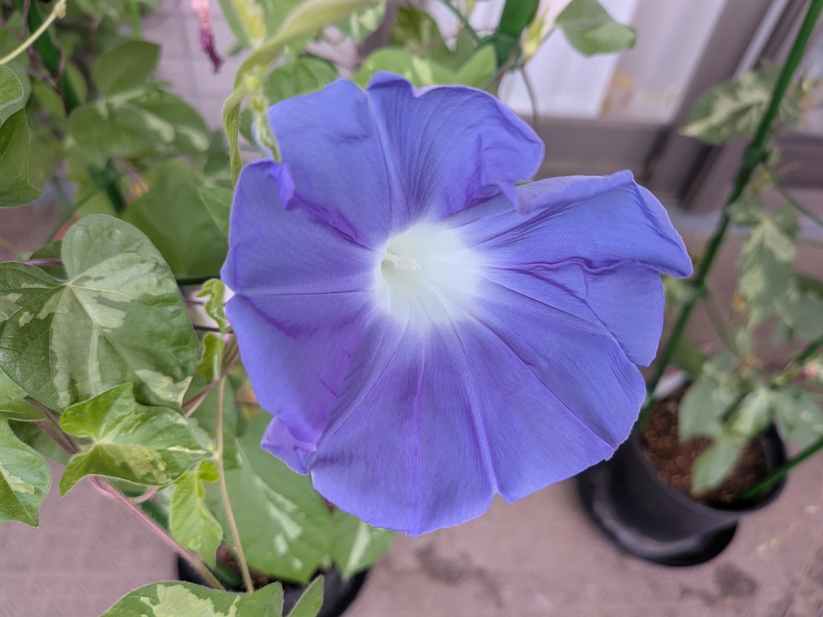 erikobasil's tweet photo. 7/25の朝顔たち。左から残月、紅、残月。 https://t.co/68m35ToWK3