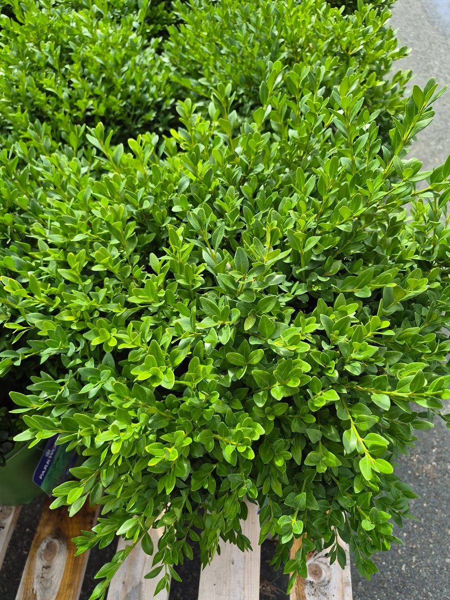 123murrey's tweet photo. BOXWOOD BLOW OUT! 
3 Gallon Green Velvet Boxwoods: ONLY $39!!!!!Reg: $69.95 
FULLY STOCKED!!! 

Growing boxwood in your home landscape allows you to create a formal hedge, a matching border or a pair of boxwood plants to balance an entryway! 
RiseandShine Nursery #Goulds #StJohns https://t.co/DCfbl5pd8c
