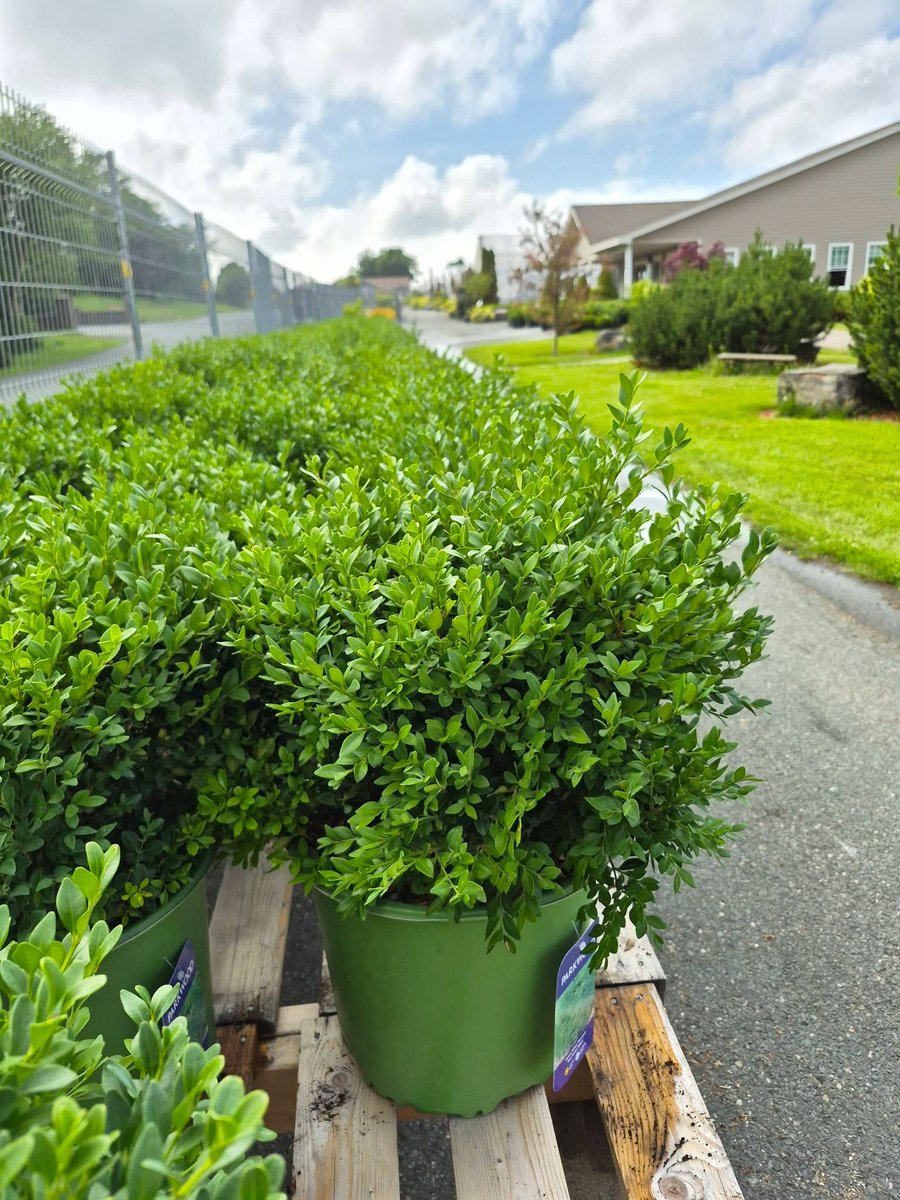 123murrey's tweet photo. BOXWOOD BLOW OUT! 
3 Gallon Green Velvet Boxwoods: ONLY $39!!!!!Reg: $69.95 
FULLY STOCKED!!! 

Growing boxwood in your home landscape allows you to create a formal hedge, a matching border or a pair of boxwood plants to balance an entryway! 
RiseandShine Nursery #Goulds #StJohns https://t.co/DCfbl5pd8c