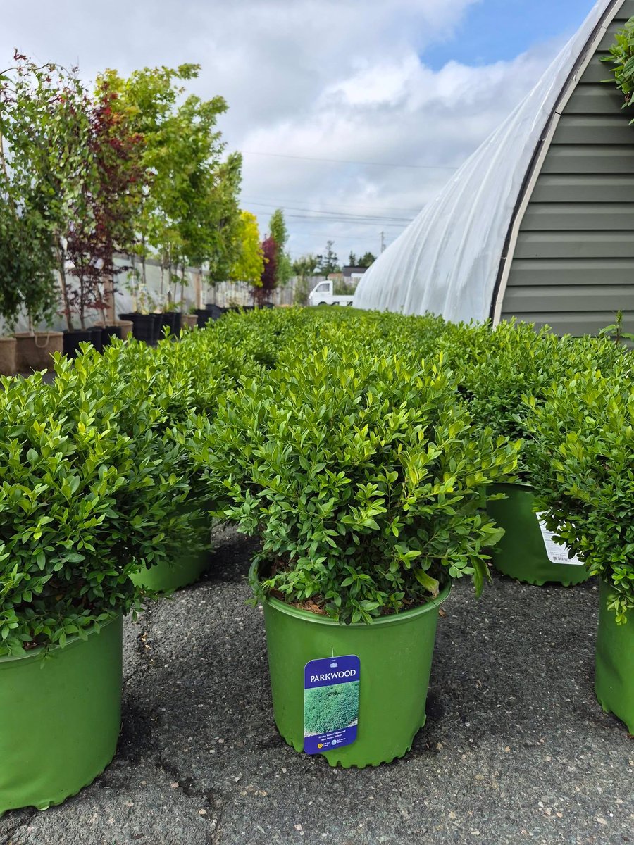 123murrey's tweet photo. BOXWOOD BLOW OUT! 
3 Gallon Green Velvet Boxwoods: ONLY $39!!!!!Reg: $69.95 
FULLY STOCKED!!! 

Growing boxwood in your home landscape allows you to create a formal hedge, a matching border or a pair of boxwood plants to balance an entryway! 
RiseandShine Nursery #Goulds #StJohns https://t.co/DCfbl5pd8c