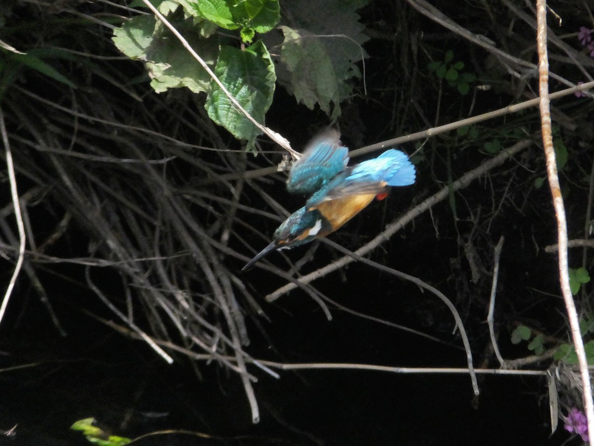 Frank16384's tweet photo. 狙いを定めて ロケットダイブ

#カワセミ #翡翠 #Kingfisher https://t.co/Jjr8werHbc