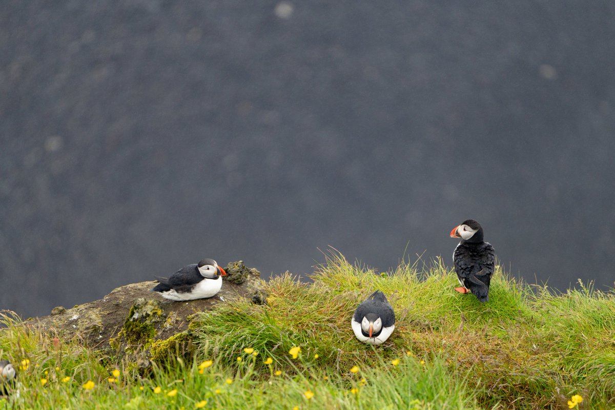 Japan_Zurich's tweet photo. 【スイス生活754日目】
Iceland 3
アイスランドの南海岸沿ではとてもかわいい鳥パフィンを見ることが出来ます。
野生相手なので本当に見れるのか？と半信半疑でしたが、結構うじゃうじゃいました。笑
かわいかったので大きいのを一羽家に連れて帰ってきてしまいました🐦‍⬛
#海外生活 #海外赴任 https://t.co/R7dWk3qecy