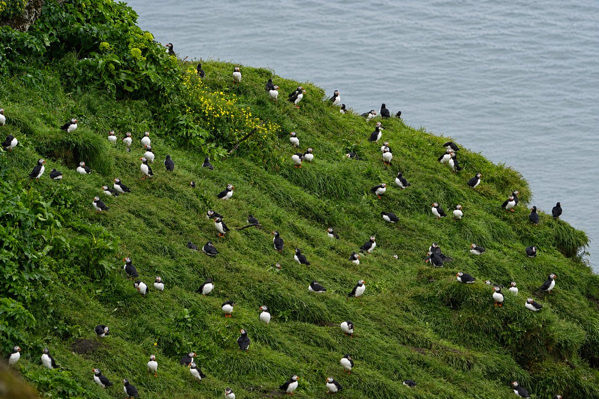 Japan_Zurich's tweet photo. 【スイス生活754日目】
Iceland 3
アイスランドの南海岸沿ではとてもかわいい鳥パフィンを見ることが出来ます。
野生相手なので本当に見れるのか？と半信半疑でしたが、結構うじゃうじゃいました。笑
かわいかったので大きいのを一羽家に連れて帰ってきてしまいました🐦‍⬛
#海外生活 #海外赴任 https://t.co/R7dWk3qecy
