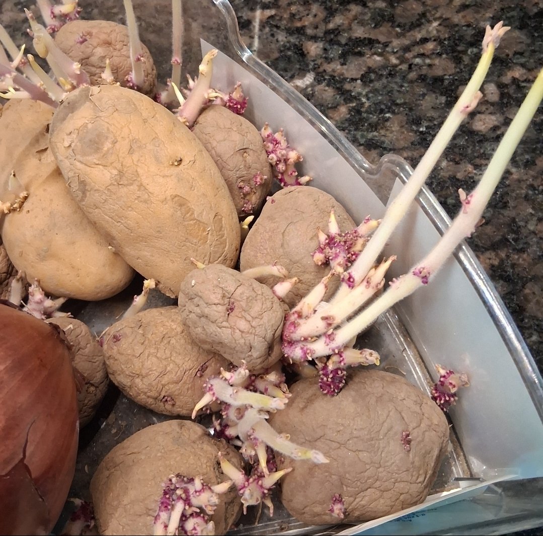 evielovesplush's tweet photo. we forgot about the potatoes in the cabinet and now Something is happening https://t.co/Tui04kbsBB