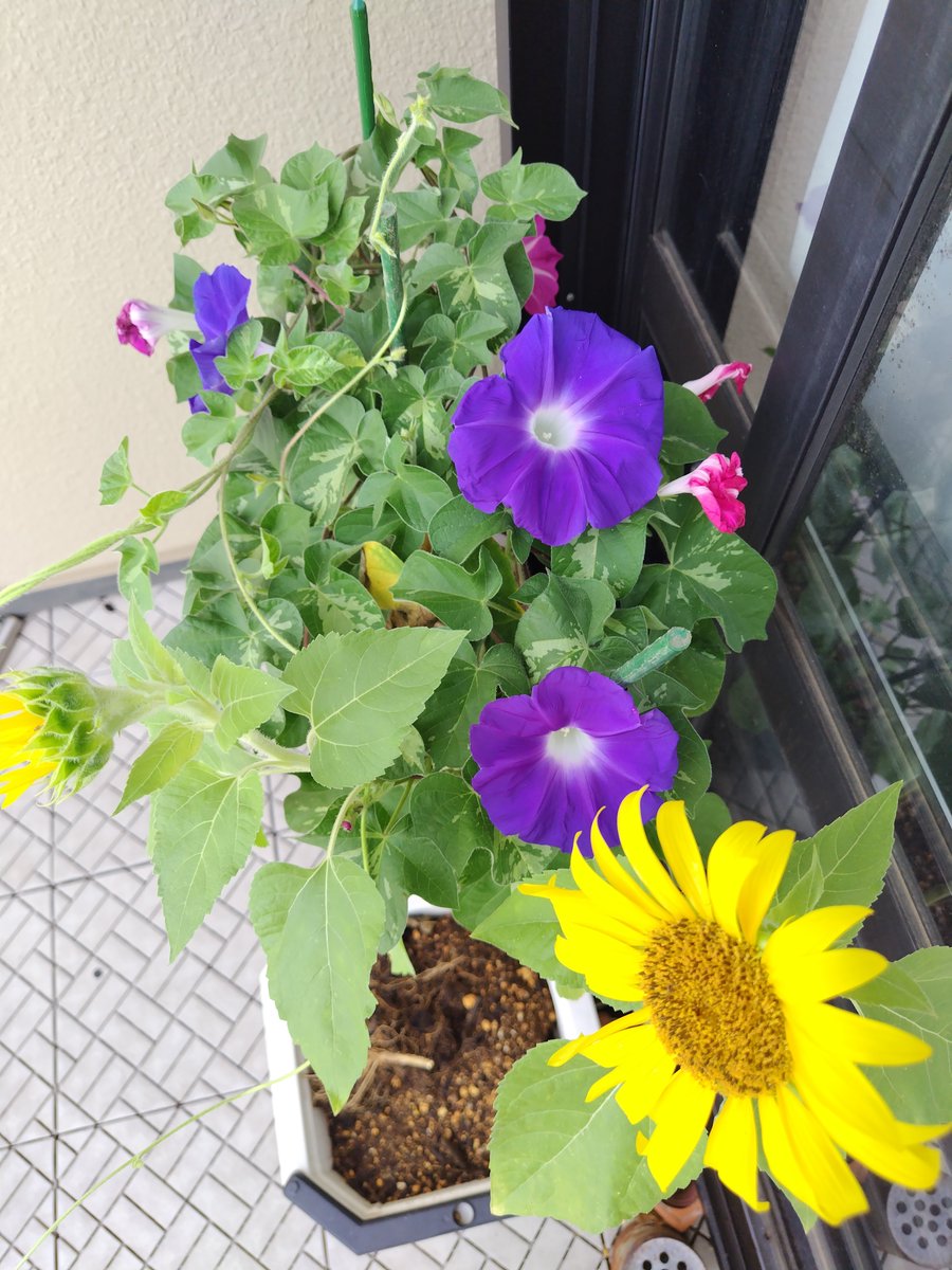 570323's tweet photo. おはようございます☁
1週間ラスト
良く眠れました
今日働けば明日はようやく休みです！
退職も伝えた分気分も少し余裕が出てきたような気がする⁝( `ᾥ´  )⁝
ベランダのアサガオが綺麗に咲き始めてます🍀
枝豆も作り終えたし何か他に植えようかな
今日もよろしくです！ https://t.co/26gQFYMxAs