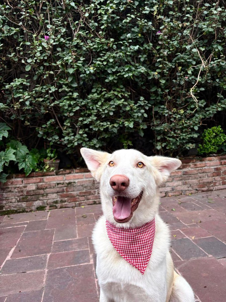 Alina_Gag's tweet photo. PECHU busca casa! 
Este perrito chulo fue abandonado en los bosques de la magdalena contreras, lo encontramos descuidado (flaco, cojeando y deshidratado)  hasta arriba de los dinamos. 

Desde que me vio con mis dos perros se me pego, super lindo, buscando apacho. 
Corrobore que https://t.co/yaGws1MW4k