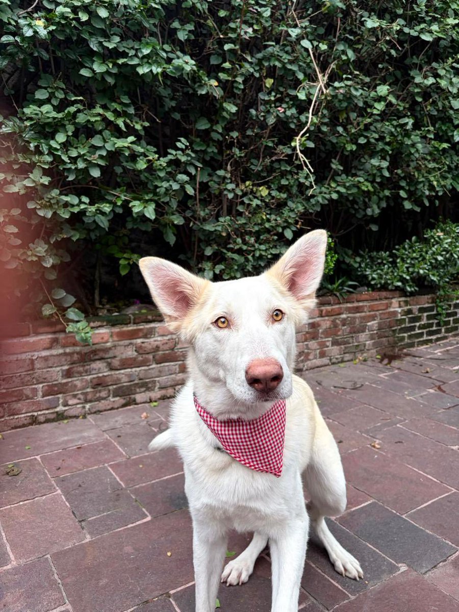 Alina_Gag's tweet photo. PECHU busca casa! 
Este perrito chulo fue abandonado en los bosques de la magdalena contreras, lo encontramos descuidado (flaco, cojeando y deshidratado)  hasta arriba de los dinamos. 

Desde que me vio con mis dos perros se me pego, super lindo, buscando apacho. 
Corrobore que https://t.co/yaGws1MW4k