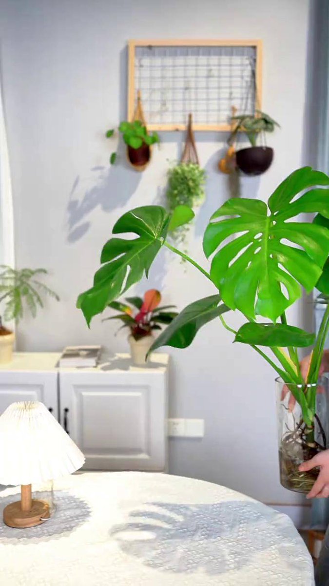 Alex07181558's tweet photo. Looking after your pothos Let its soil dry completely between waterings u0026 place it in bright indirect light—easy wins for lush, vibrant leaves! https://t.co/7HsPITCQCd