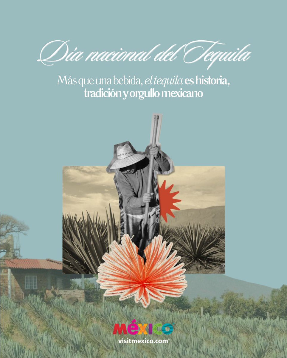 VisitMex's tweet photo. Hoy celebramos el Día Nacional del Tequila, una de las bebidas más emblemáticas de México. 🥃🌵

Descubre el recorrido que transforma el agave en tequila y conoce el proceso que da vida a una tradición reconocida en todo el mundo.

—

Today we celebrate National Tequila Day, one of Mexico's most iconic spirits. 🥃🌵

Discover the journey that transforms agave into tequila and learn about the process behind a tradition recognized around the world.

#VisitMexico #MéxicoEstáDeModa #JaliscoEsMéxico #Tequila