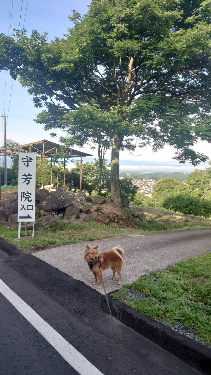 iwa_curl's tweet photo. 丘の犬 https://t.co/cjYuVI17FI
