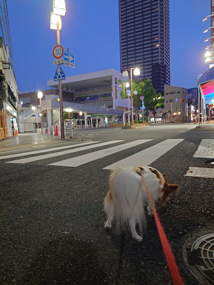 ponyonyoika's tweet photo. 地面に落ちてる何かを食べてしまっているハナちゃん。写真を撮ってたら気がつかなかかった。ハナちゃんの足も踏んでしまったし反省。 https://t.co/vSBoSjMaTO