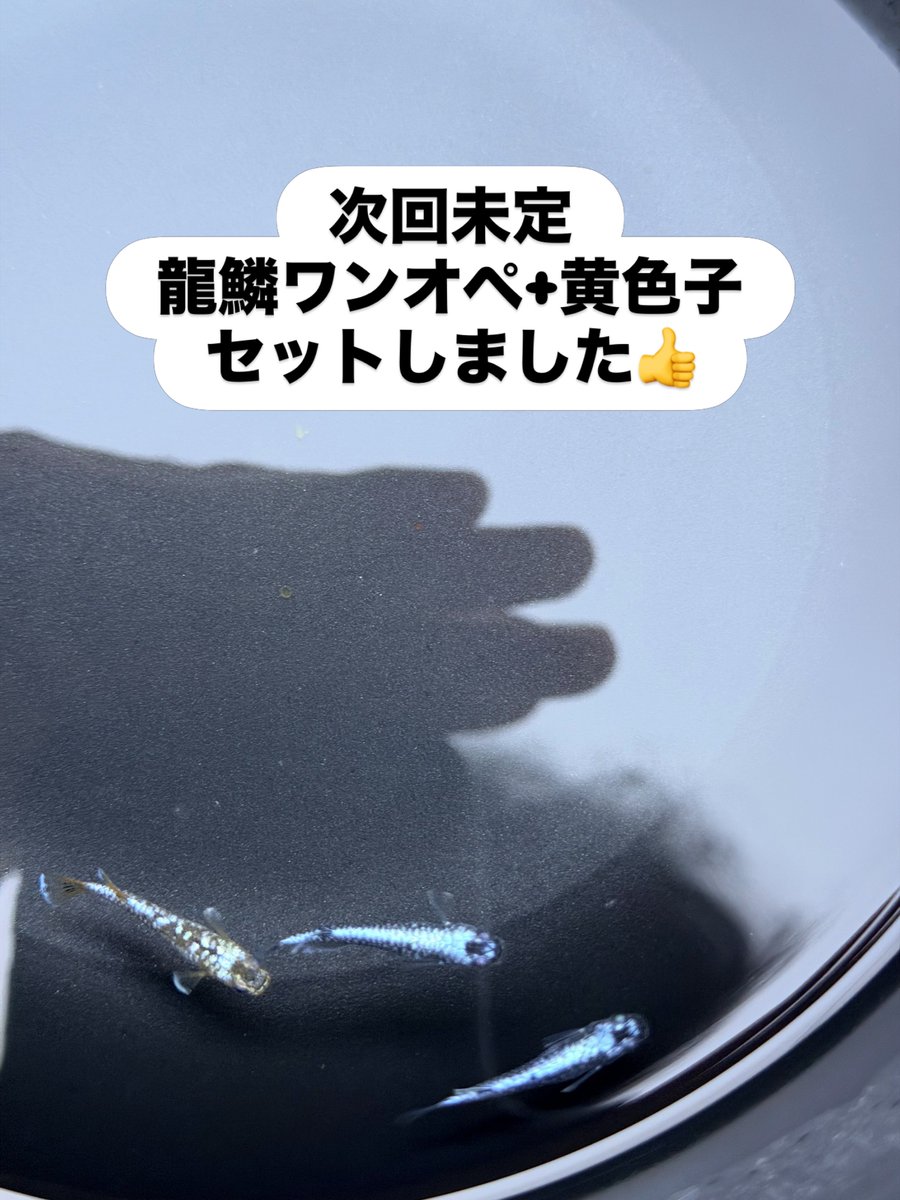 colt1701's tweet photo. おはようございます☁️/🌞

今日は朝から蒸してますね💦ムシムシ💦
これから空調服着てプールの日よけ製作！頑張ります👍

本日6パッキン作りました✨お安い子もあるかも🤣
メダカすくいやってます！
良かったら見に来てください！

#メダカ#メダカ無人販売 https://t.co/CC7yB0Kipe
