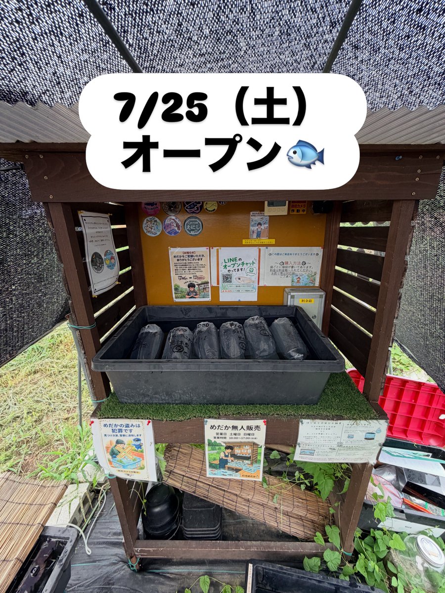 colt1701's tweet photo. おはようございます☁️/🌞

今日は朝から蒸してますね💦ムシムシ💦
これから空調服着てプールの日よけ製作！頑張ります👍

本日6パッキン作りました✨お安い子もあるかも🤣
メダカすくいやってます！
良かったら見に来てください！

#メダカ#メダカ無人販売 https://t.co/CC7yB0Kipe