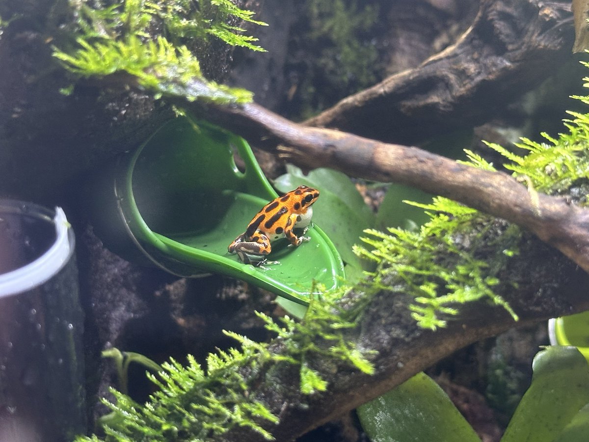 hitoshijb64's tweet photo. ヤドクガエル飼育始めました。
よろしくお願いします。 https://t.co/9HPIomhrKk
