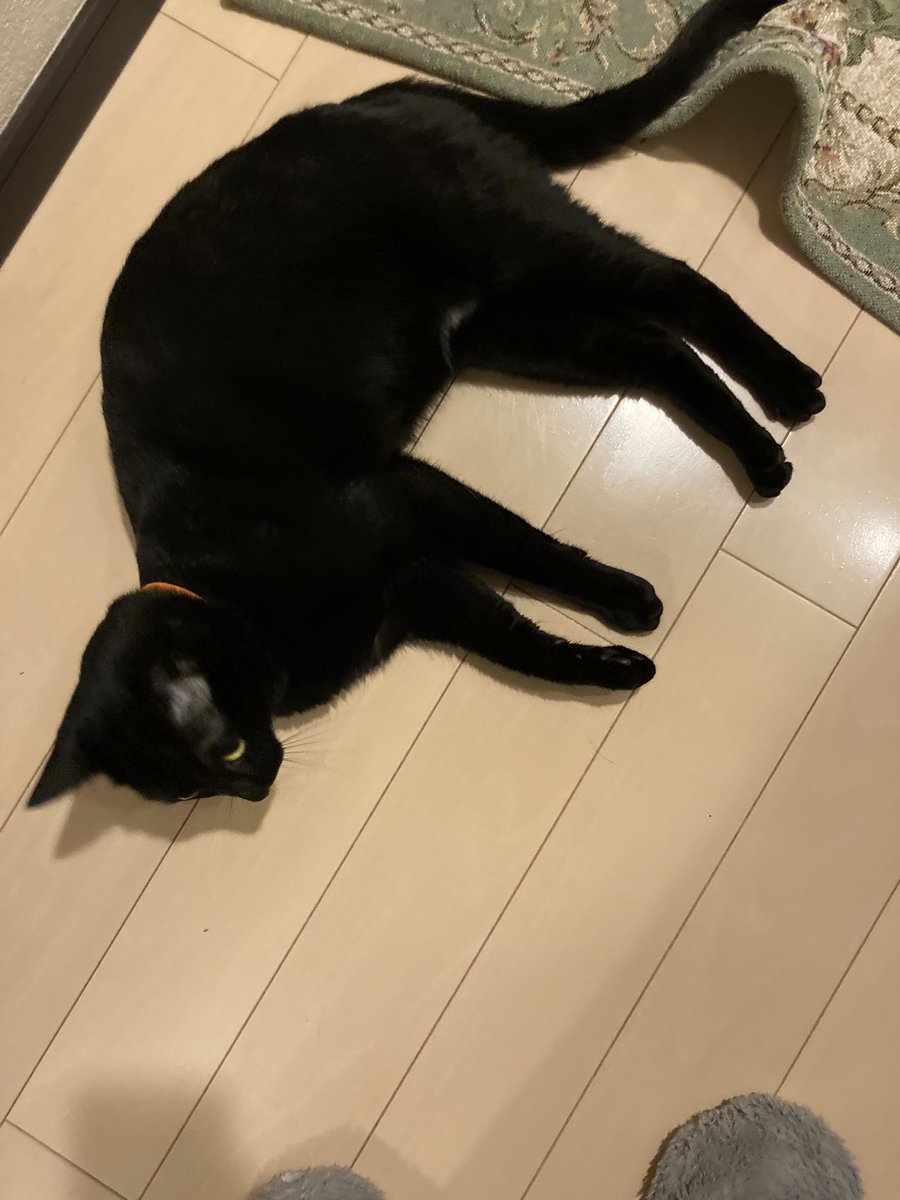 miwasansan3's tweet photo. ニンゲンのお出かけを阻止する猫 https://t.co/JAD2DkDkfC