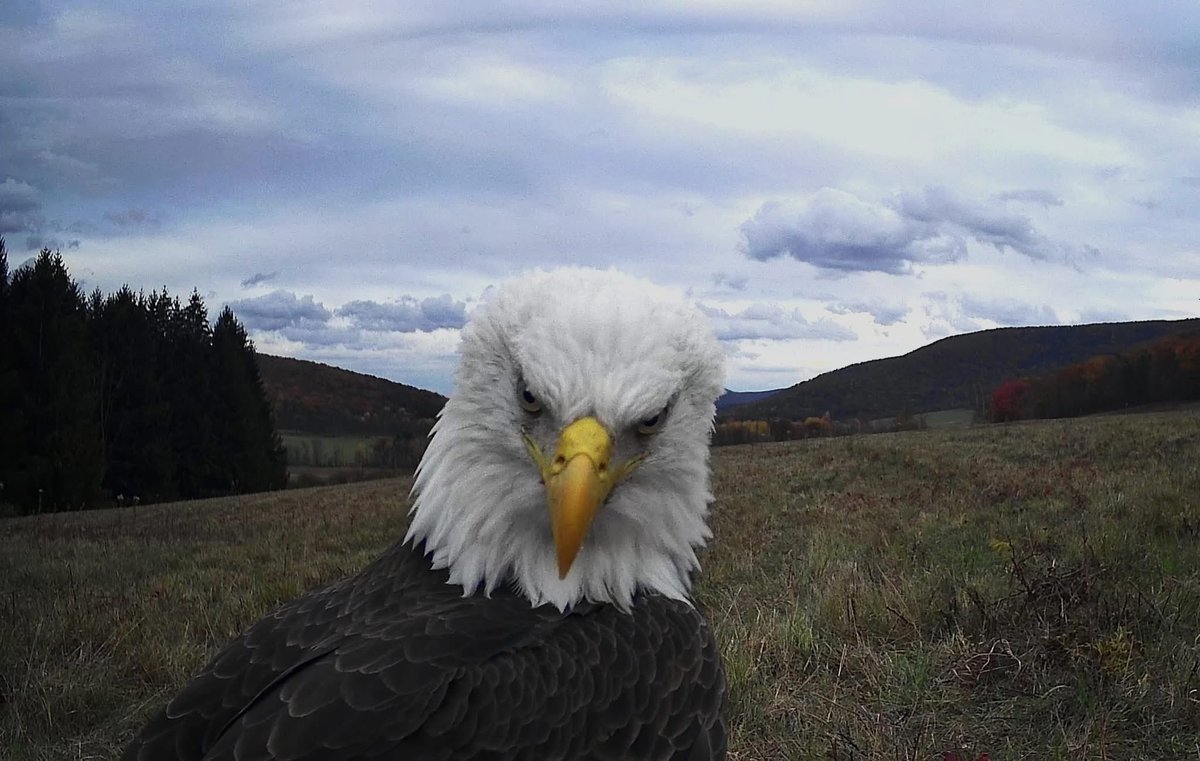 Trail_Cams's tweet photo. https://t.co/6LSru2XdyL