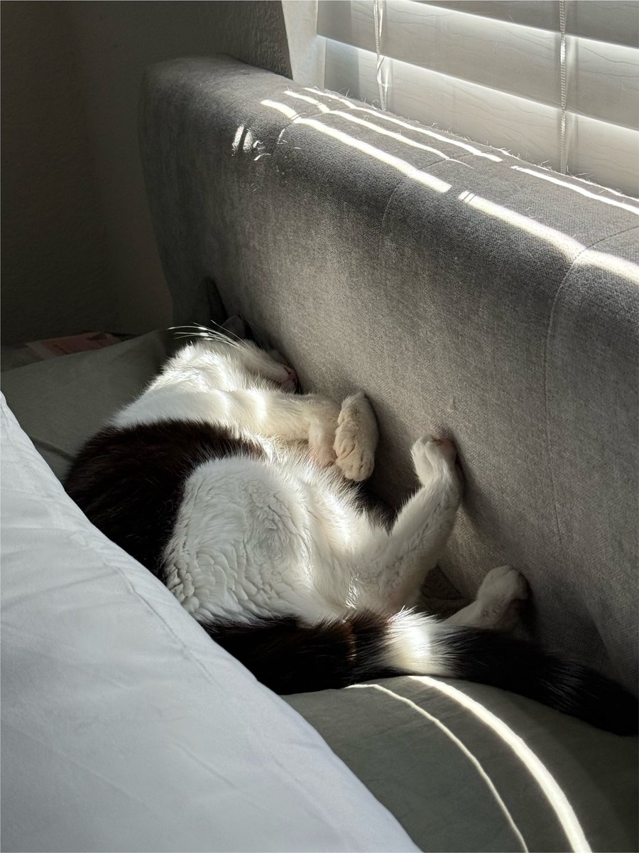 acatnamedteddy's tweet photo. squinched..... 💤..... https://t.co/3Z3RuPMz9a